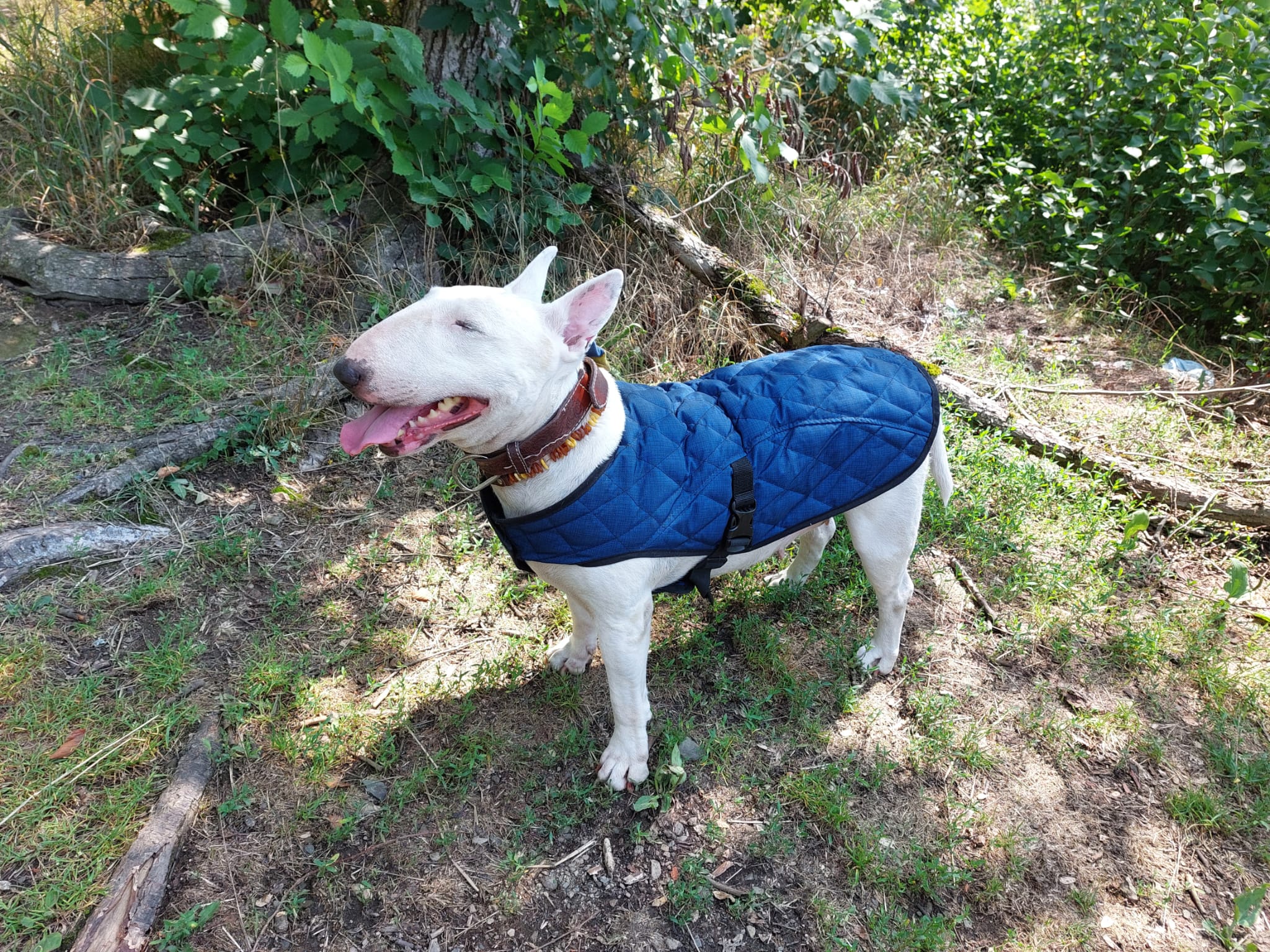 Ochlazující vesta pro psy Aqua CoolKeeper - modelka Pipi