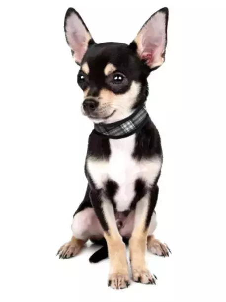 Chladící obojek Aqua CoolKeeper pro pejsky Scottish Grey