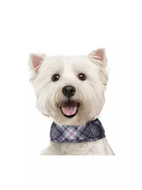 Chladící obojek Aqua CoolKeeper pro pejsky Scottish Grey