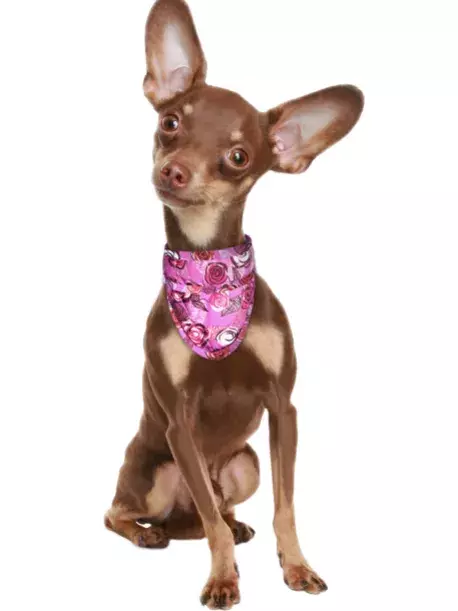 Chladící šátek Aqua CoolKeeper pro pejsky Roses