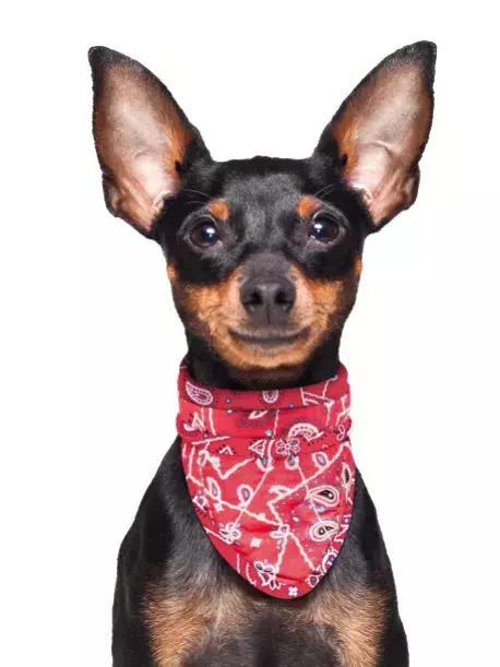 Chladící šátek Aqua CoolKeeper pro pejsky Red Western