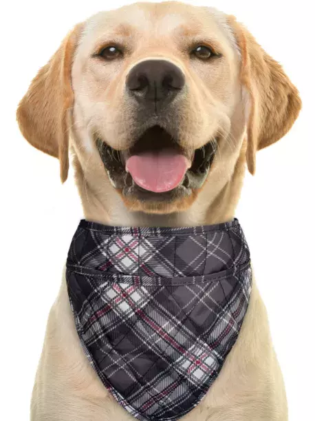 Chladící šátek Aqua CoolKeeper pro pejsky Scottish Grey