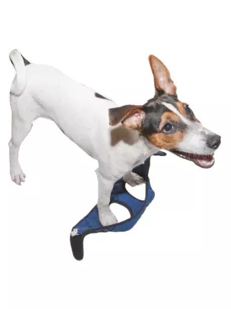 Chladící postroj pro pejsky Aqua CoolKeeper - zapínání