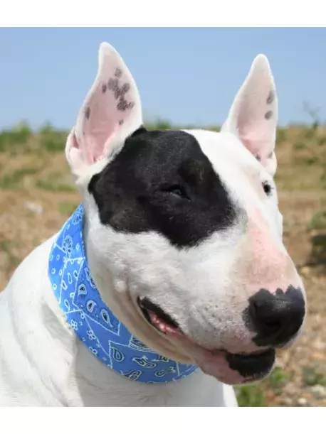 Chladící obojek Aqua CoolKeeper pro pejsky Blue Western