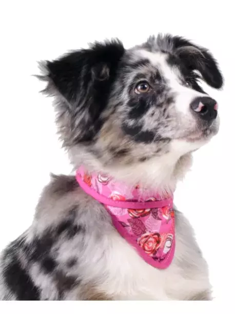 Chladící šátek Aqua CoolKeeper pro pejsky Roses