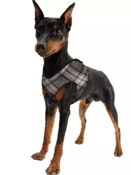 Chladící postroj pro pejsky Aqua CoolKeeper Scottish Grey