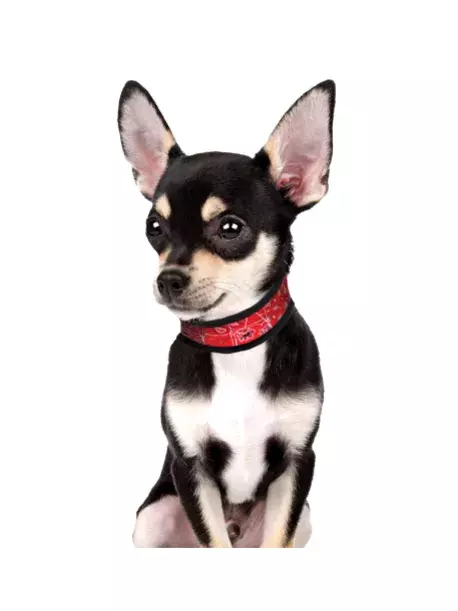 Chladící obojek Aqua CoolKeeper pro pejsky Red Western