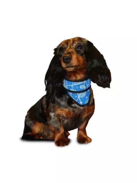 Chladící šátek Aqua CoolKeeper pro pejsky Blue Western