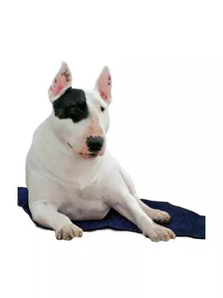 Chladící podložka Aqua CoolKeeper Pacific Blue