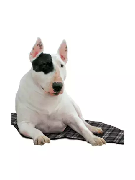 Chladící podložka Aqua CoolKeeper Scottish Grey