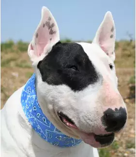 Chladící obojek Aqua CoolKeeper pro pejsky Blue Western