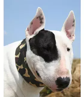 Chladící obojek Aqua CoolKeeper pro pejsky Camouflage