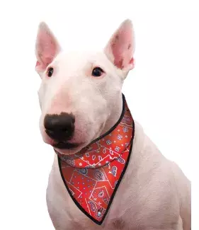 Chladící šátek Aqua CoolKeeper pro pejsky Red Western