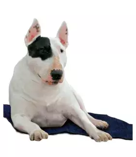 Chladící podložka Aqua CoolKeeper Pacific Blue