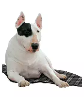 Chladící podložka Aqua CoolKeeper Scottish Grey