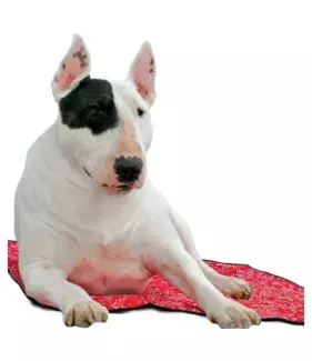 Chladící podložka Aqua CoolKeeper Red Western